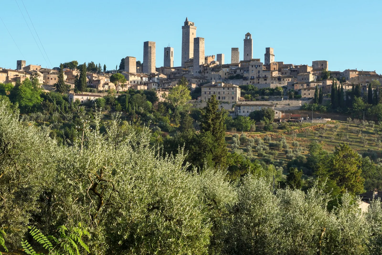 The towers of San Gimignano above olive groves